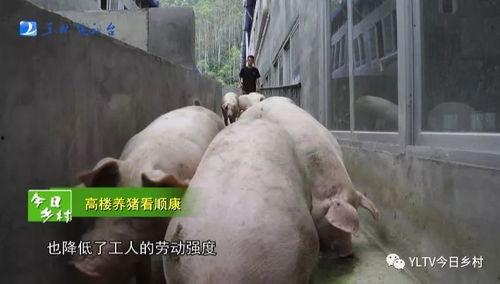 肥猪爆料虎子怎么做的视频,虎子独家视频揭秘制作过程 第1张 肥猪爆料虎子怎么做的视频,虎子独家视频揭秘制作过程 第1张